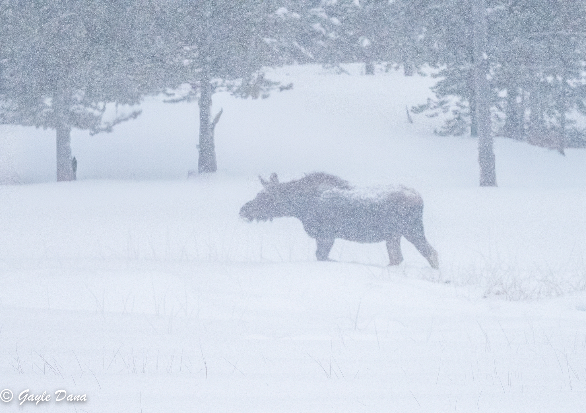 Moose in Mist